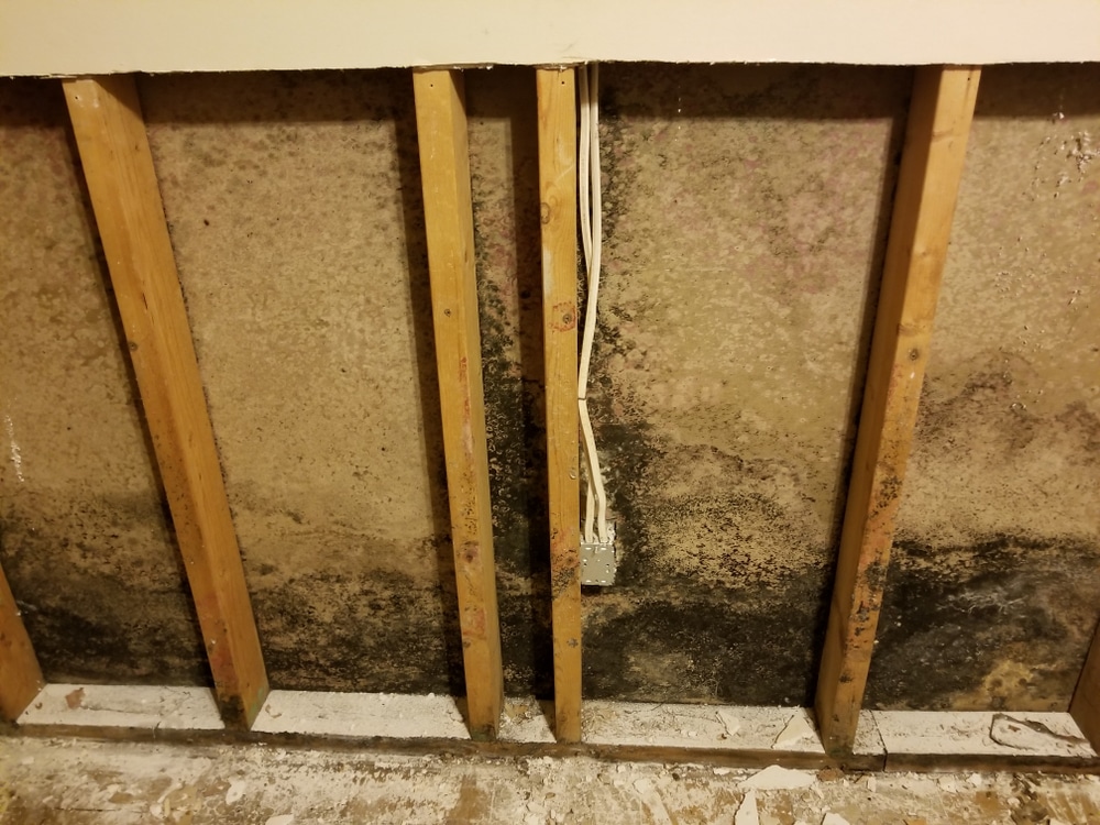 Mold on Drywall