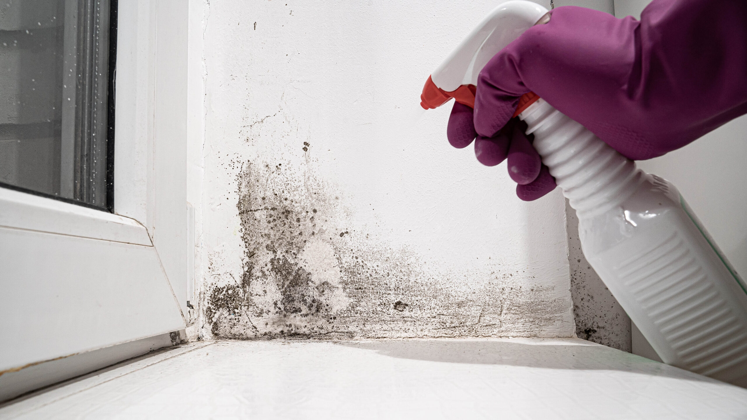 black mold removal