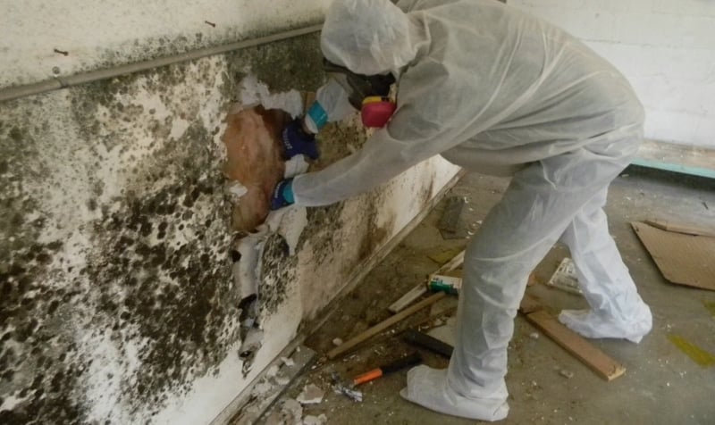 professional mold removal