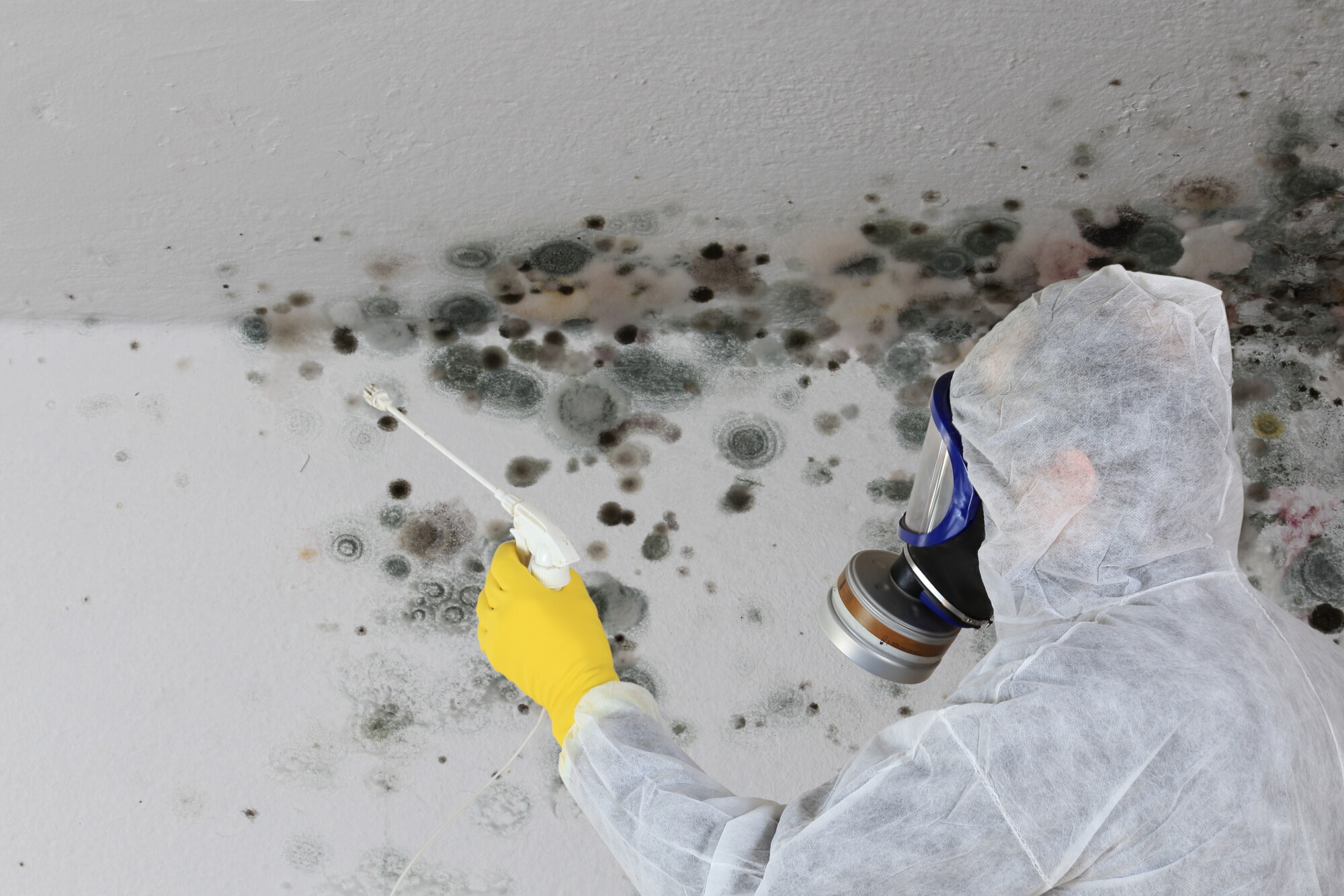 Mold remediation process in a residential property