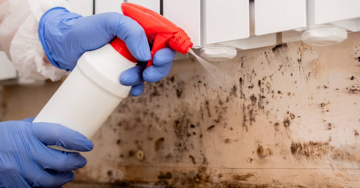 Mold removal specialist examining visible mold growth